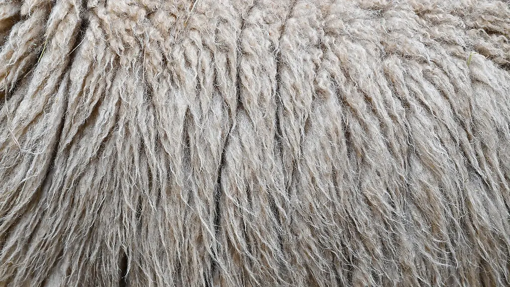 Im-Landkreis-Harburg-verbrannte-ein-Mann-Schafwolle-und-muss-mit-einer-hohen-Strafe-rechnen