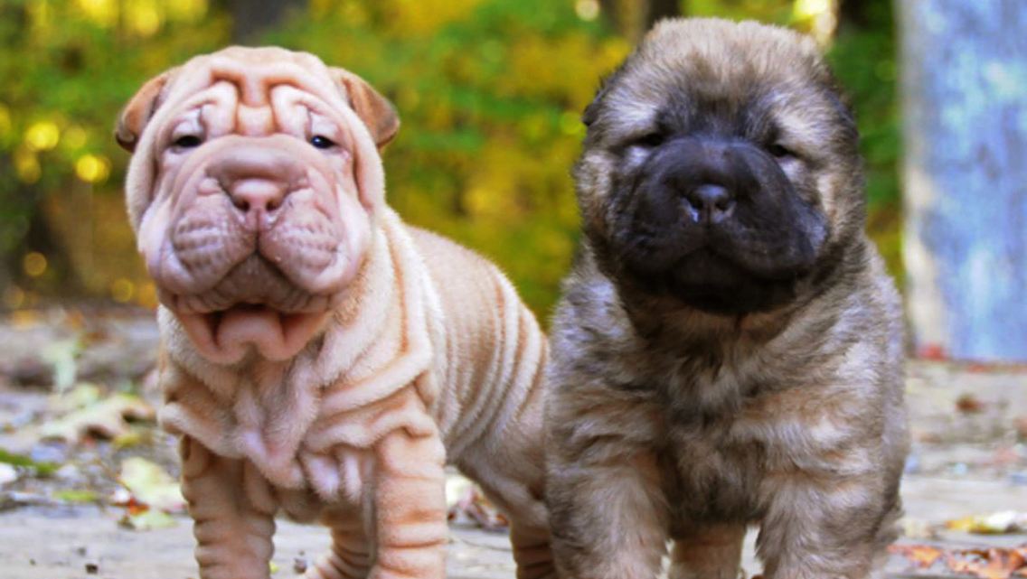 Zwei chinesische Faltenhunde mit unterschiedlich starker Faltenbildung.