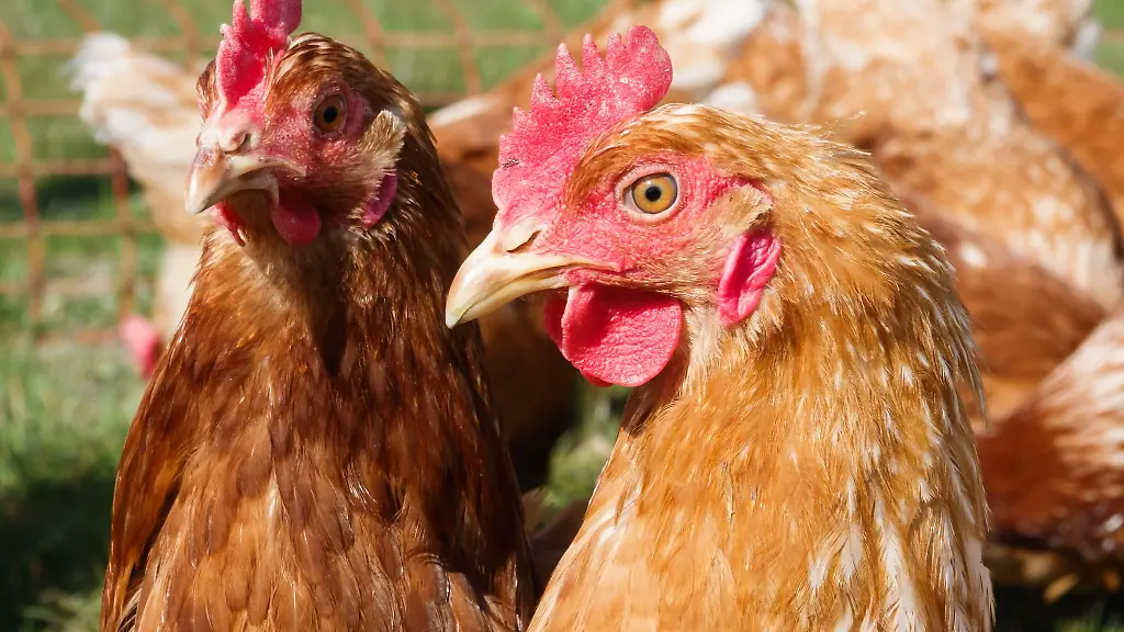 Niedersachsen-ist-mit-Abstand-das-Gefluegelland-Nummer-eins-in-Deutschland