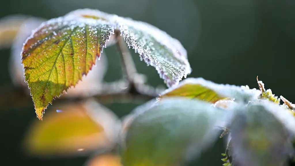 In-Bodennaehe-ist-laut-DWD-in-dieser-Woche-gebietsweise-Bodenfrost-moeglich