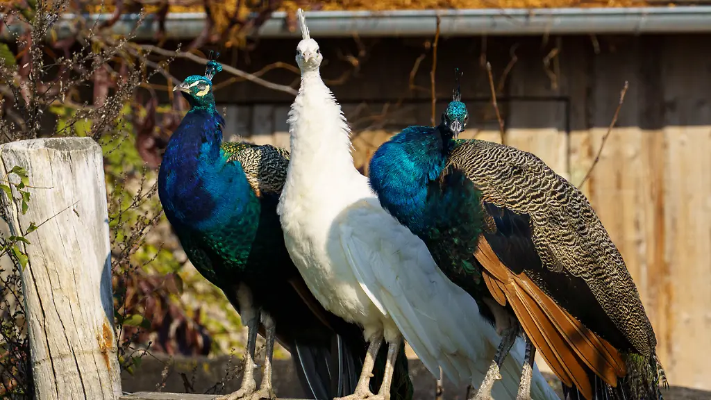 Drei-Pfauen-sitzen-auf-einer-Stange