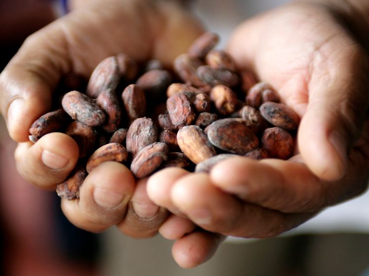 Nach der Fermentation schrumpfen die Bohnen und nehmen ihre dunkelbraune Farbe an: Jetzt ist der Kakao bereit für die Schokoladenfabrik.