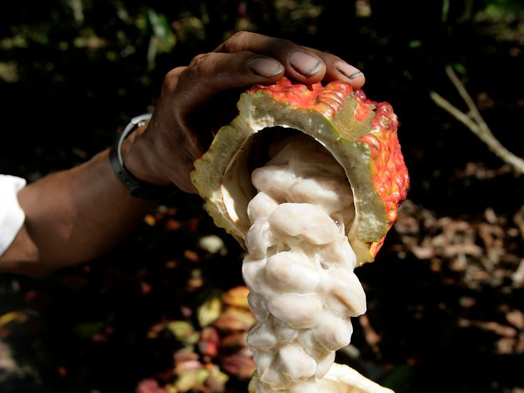 Aufgebrochene Frucht: In der Nähe der zentralperuanischen Stadt Sivia schaut dieser Kakaobauer nach dem Ertrag.