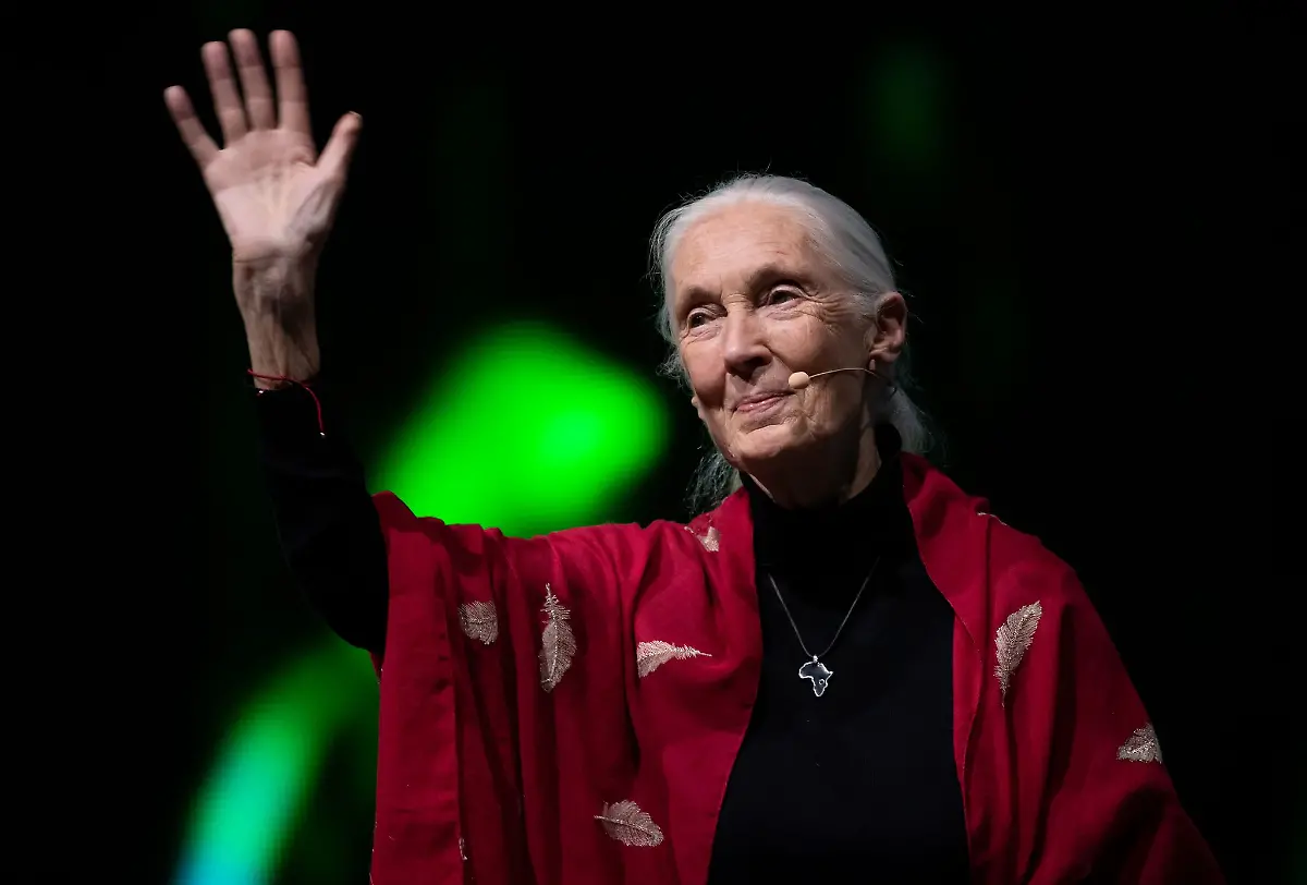 Der-Tod-der-beruehmten-Schimpansenforscherin-Jane-Goodall-hat-weltweit-Trauer-ausgeloest