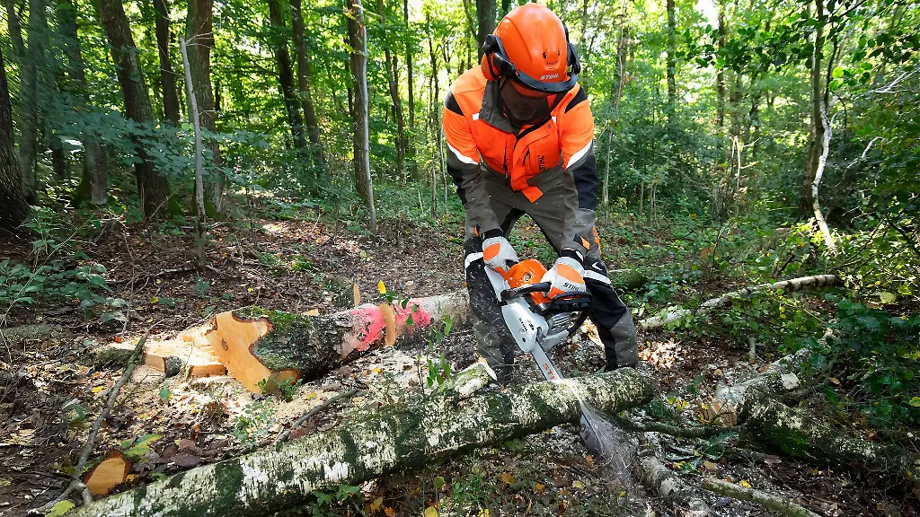 Kraeftige-Staemme-starkes-Geraet-Wer-Baeume-mit-einem-Durchmesser-von-mehr-als-zehn-Zentimeter-bezwingen-will-muss-zur-Benzin-Motorsaege-greifen