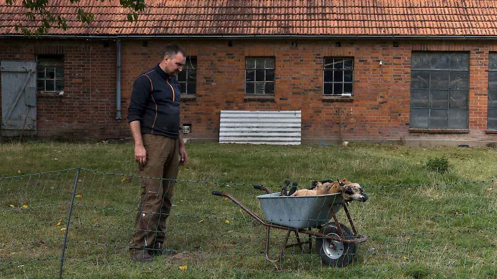 Fuer-Landwirt-Marc-Janz-ist-klar-dass-seine-Schafe-von-einem-Wolf-gerissen-wurden