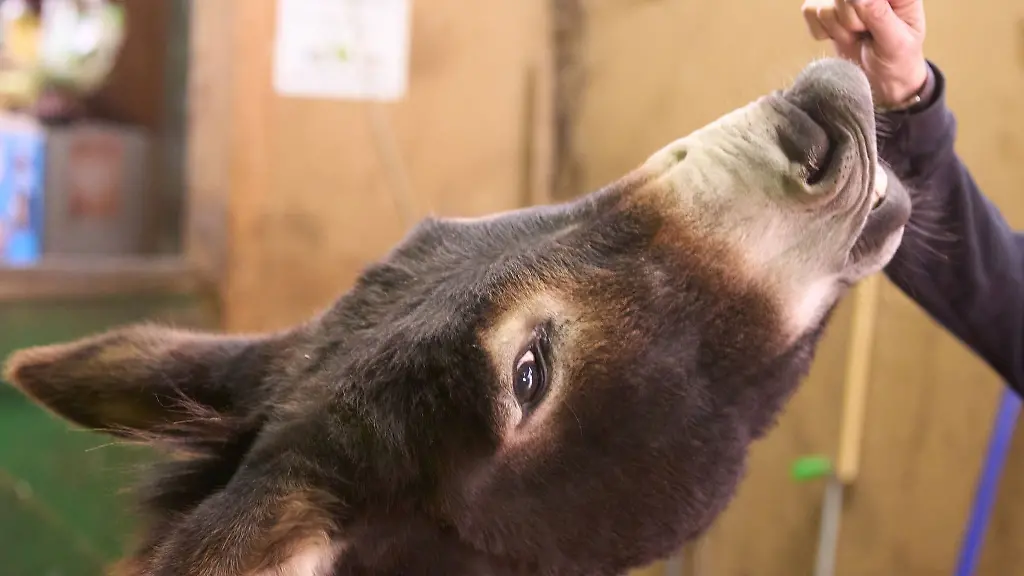 Fuettern-Kuscheln-Spazierengehen-all-das-koennen-die-Menschen-mit-den-Tieren-machen