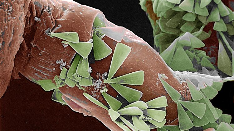 Die Algen müssen so hart sein, dass sie nicht von Ruderfußkrebsen geknackt werden können. Die Forscher setzen daher auf Kieselalgen.