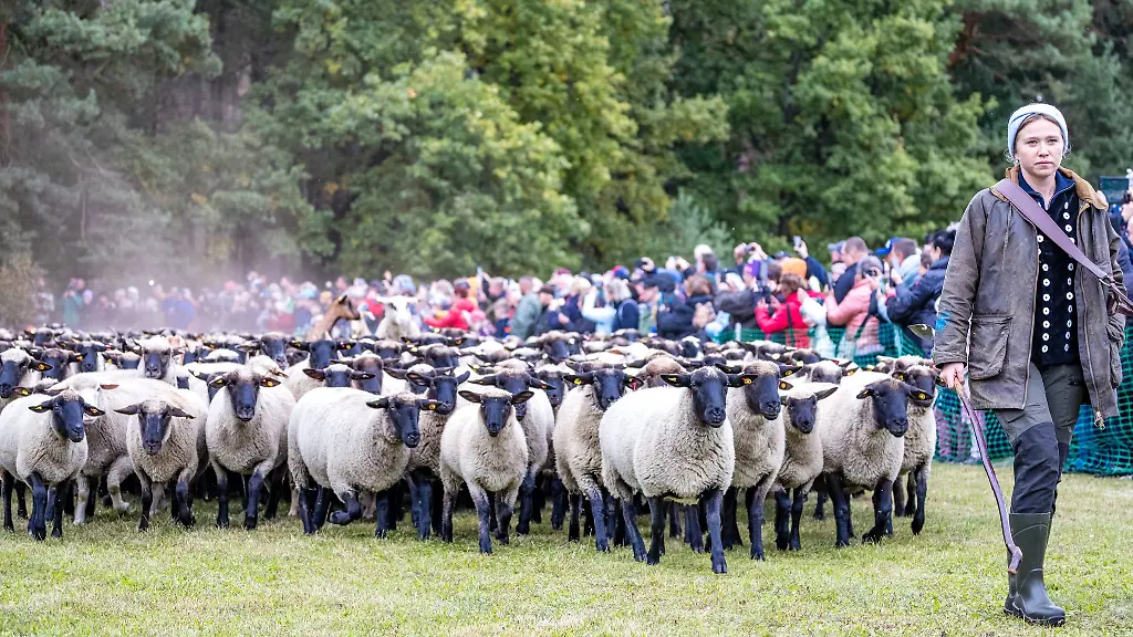 Der-Niederlausitzer-Almabtrieb-ist-eine-Tradition-in-Suedbrandenburg-die-aus-den-Alpenlaendern-uebernommen-wurde