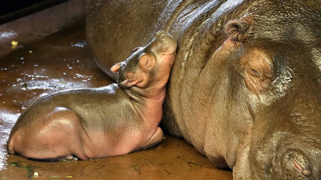 Das-kleine-Maennchen-lehnt-sich-bei-Flusspferd-Dame-Nala-an