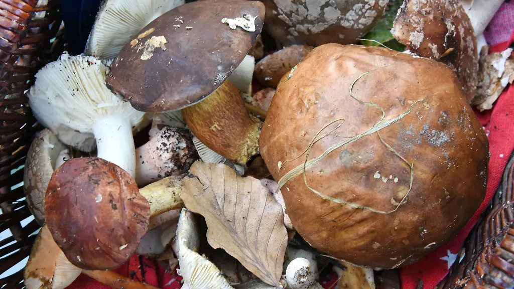 Pilzberater-hoffen-dass-im-Spaetherbst-mehr-Pilze-aus-dem-Boden-spriessen