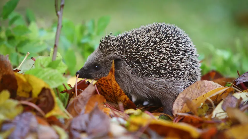 Je-naturnaher-ein-Garten-desto-mehr-freut-sich-der-Igel