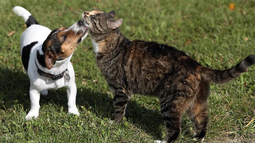 Zum-Schutz-unserer-Lieblinge-GPS-Tracker-im-Vergleich
