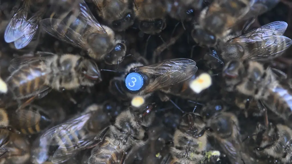 Fuer-die-Honigbienen-kommt-es-nun-darauf-an-mit-ausreichend-Vorraeten-in-die-kalte-Jahreszeit-zu-starten