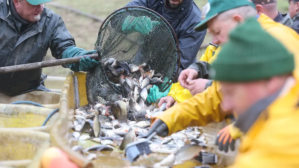 Karpfen-gehoeren-zur-den-Suesswasserfischen-die-in-Thueringen-fuer-den-Verkauf-herangezogen-werden
