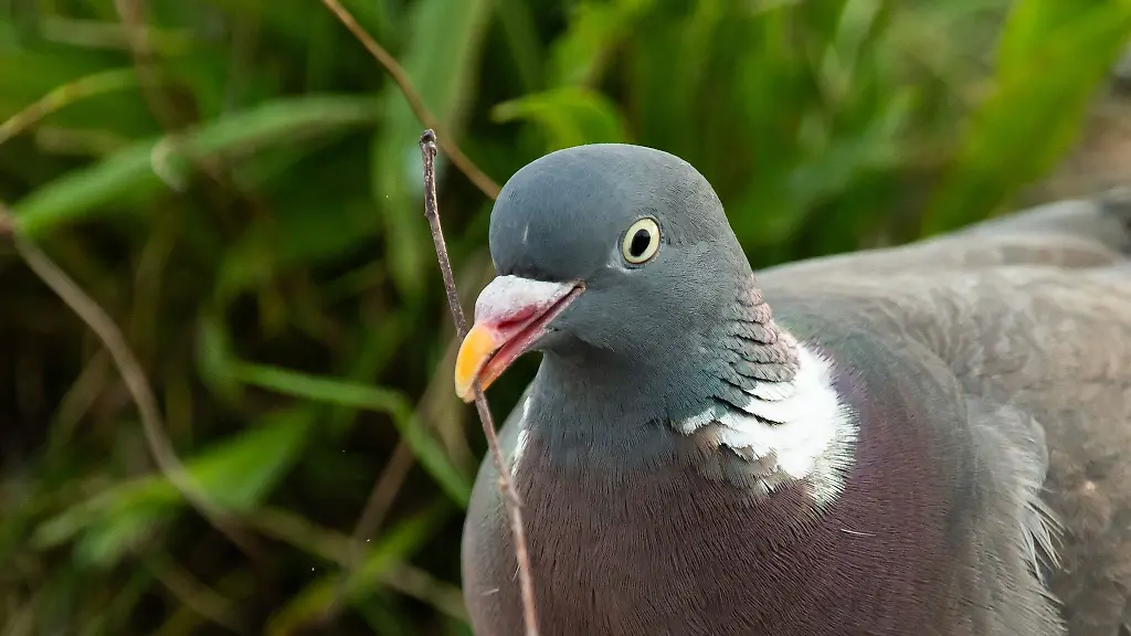 Die-Taube-starb-durch-den-Tritt-des-58-Jaehrigen
