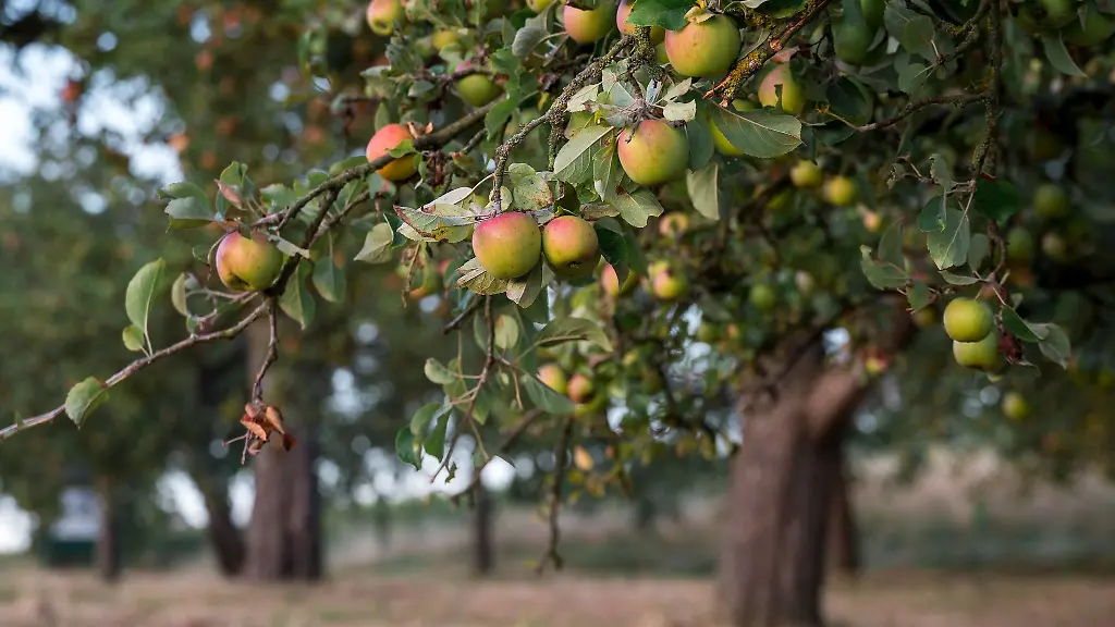 Streuobstwiesen-sind-nicht-nur-gut-fuer-die-Artenvielfalt-sondern-liefern-auch-heimisches-Obst