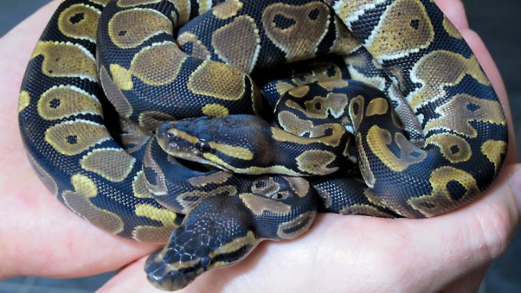 Nur keine Angst: Königspythons sind ungiftig.