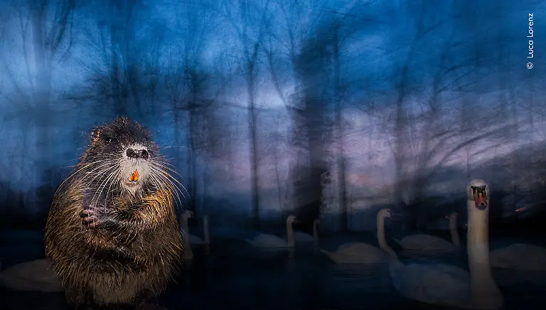 Luca-Lorenz-courtesy-Wildlife-Photographer-of-the-Year