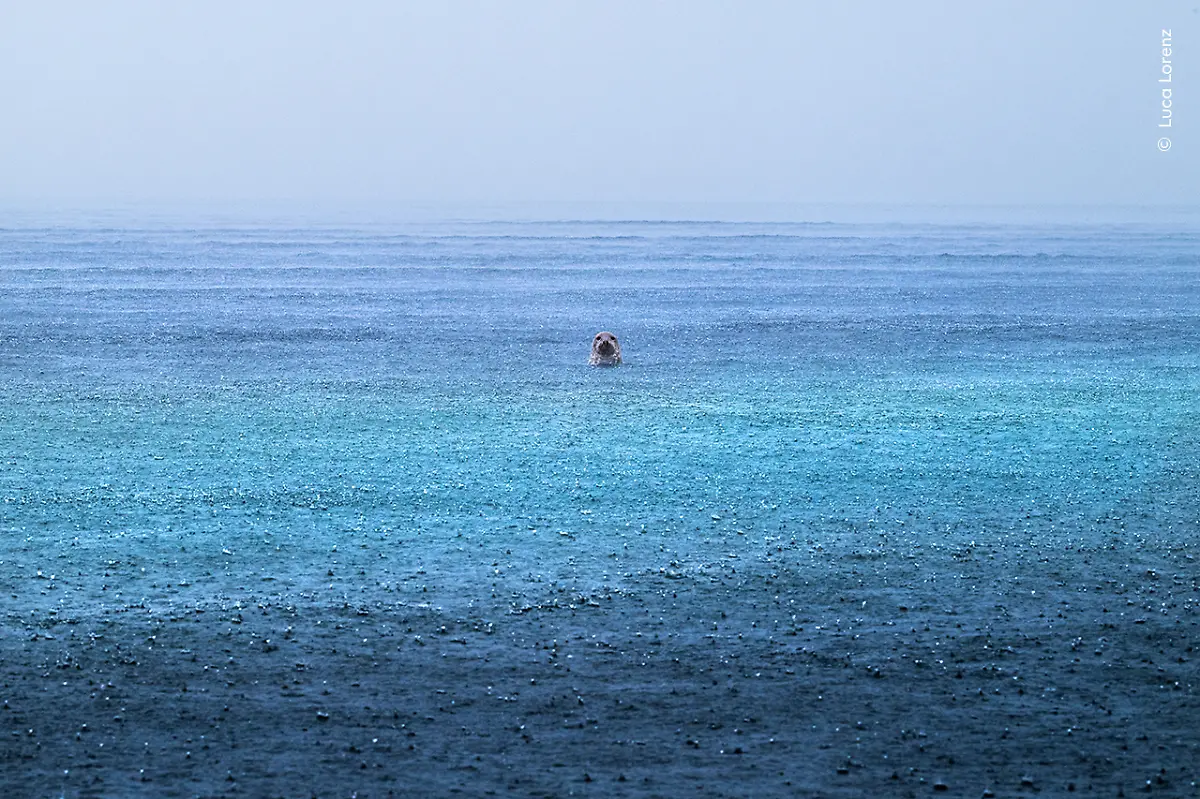 Luca-Lorenz-courtesy-Wildlife-Photographer-of-the-Year-1