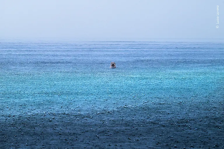 Luca-Lorenz-courtesy-Wildlife-Photographer-of-the-Year-1