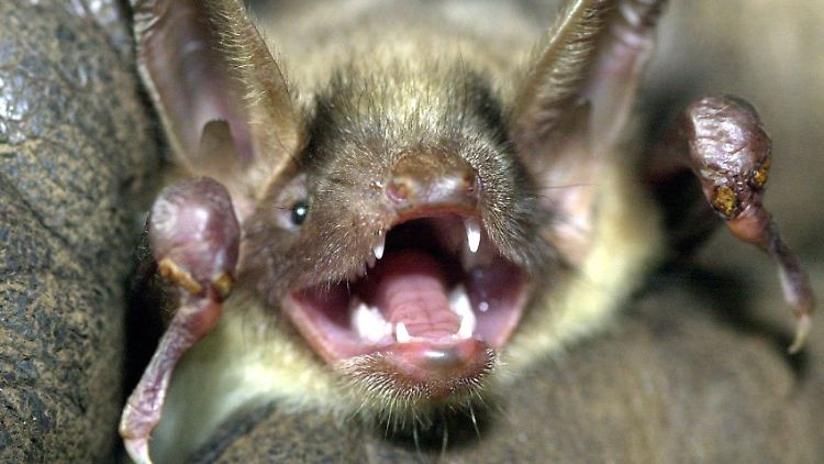 Die Lust der Fliegen freut die Fledermaus, denn sie bekommt eine doppelte Mahlzeit.