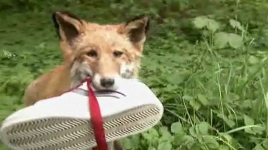 Schuh-Fuchs.JPG