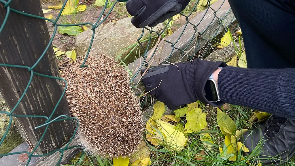 Eine-Polizistin-befreit-den-Igel-aus-einem-Maschendrahtzaun