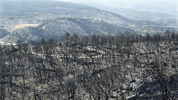 In der Nähe von La Jonquera sind 10.000 Hektar Wald verbrannt.