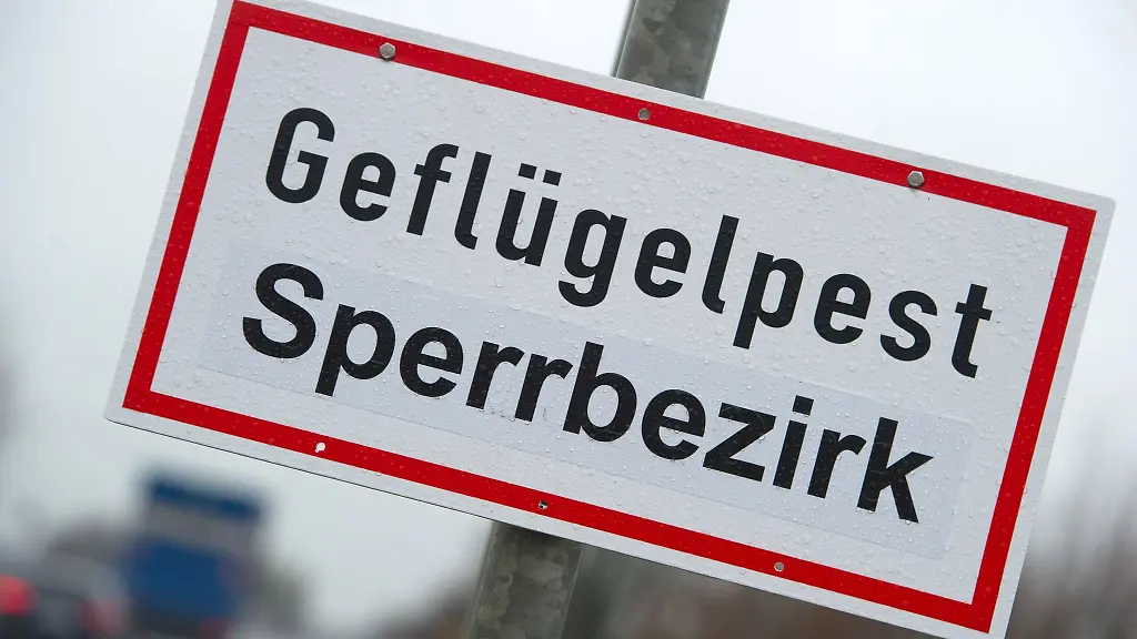 Die-Gefahr-steigt-Es-gibt-neue-Gefluegelpest-Faelle-in-Brandenburg-und-im-benachbarten-Mecklenburg-Vorpommern