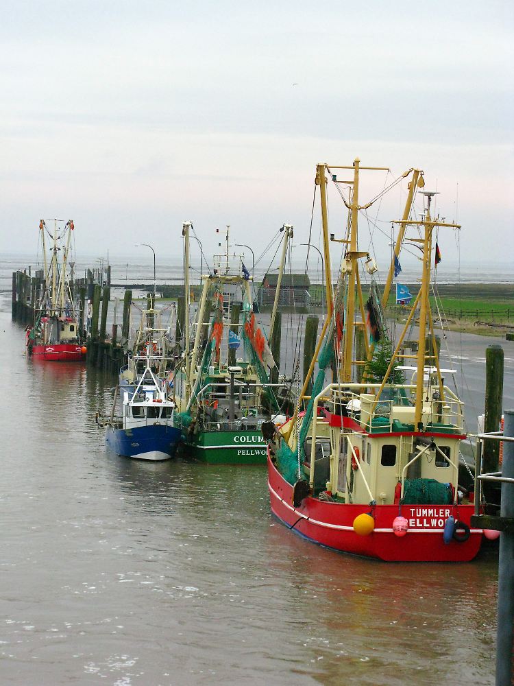 Im Hafen von Tammensiel haben Pellworms Fischer ihre Kutter liegen - Butt und Krabben gibt es auf der Insel fangfrisch.