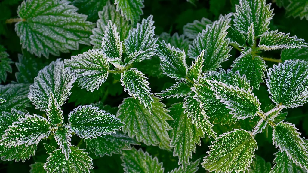 In-Berlin-und-Brandenburg-droht-in-der-Nacht-auf-Sonntag-verbreitet-Frost