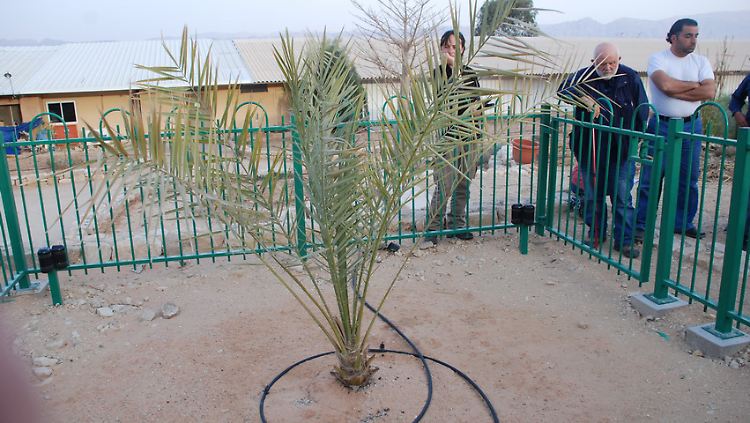 Diese Palme wurde aus einem 2000 Jahre alten Dattelkern gezüchtet.