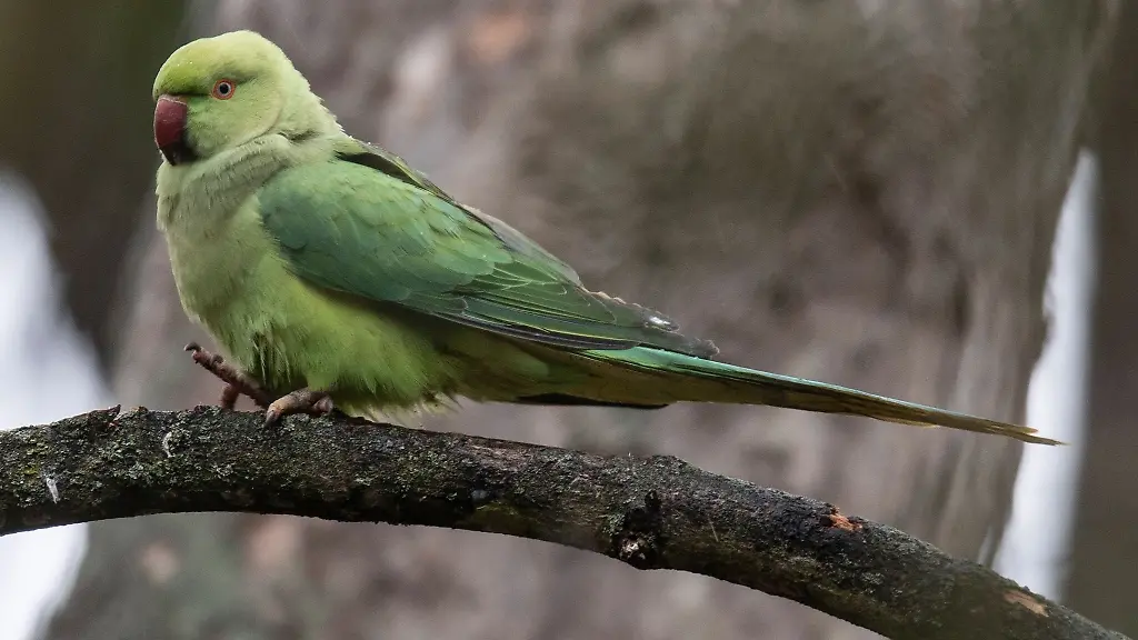 Der-Papagei-sei-ihm-einfach-zugeflogen-erzaehlte-der-Mann-der-Polizei