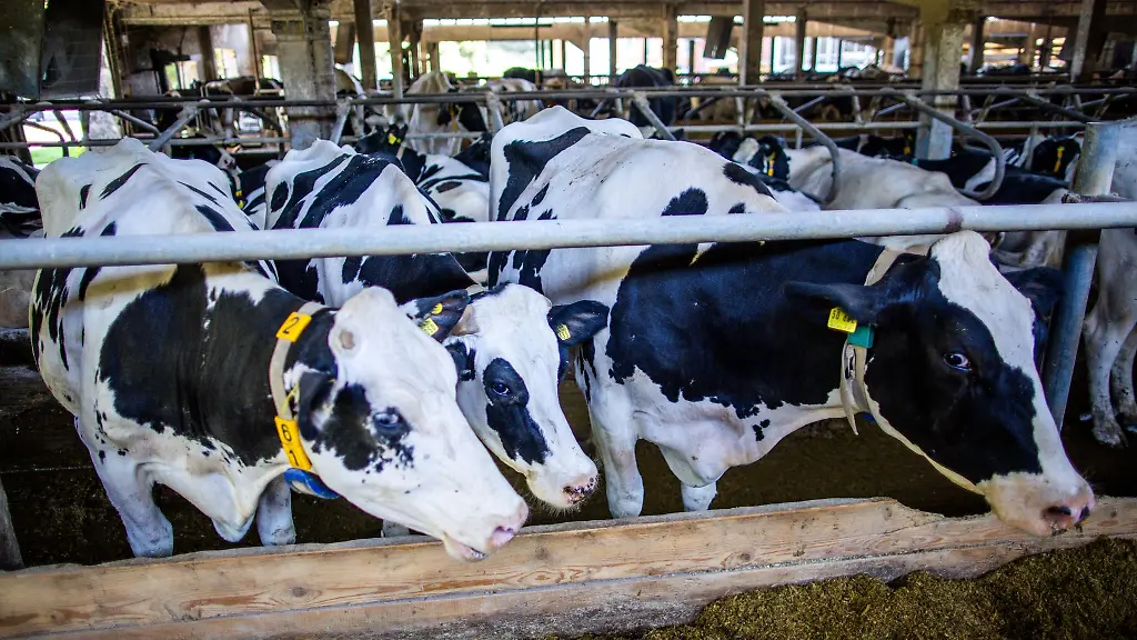 Kuehen-sei-die-Umstellung-auf-Winterzeit-eigentlich-egal-sagt-der-Bayerische-Bauernverband-Sie-bemerken-sie-nur-dann-wenn-sich-dadurch-die-Melk-und-Futterzeiten-aendern