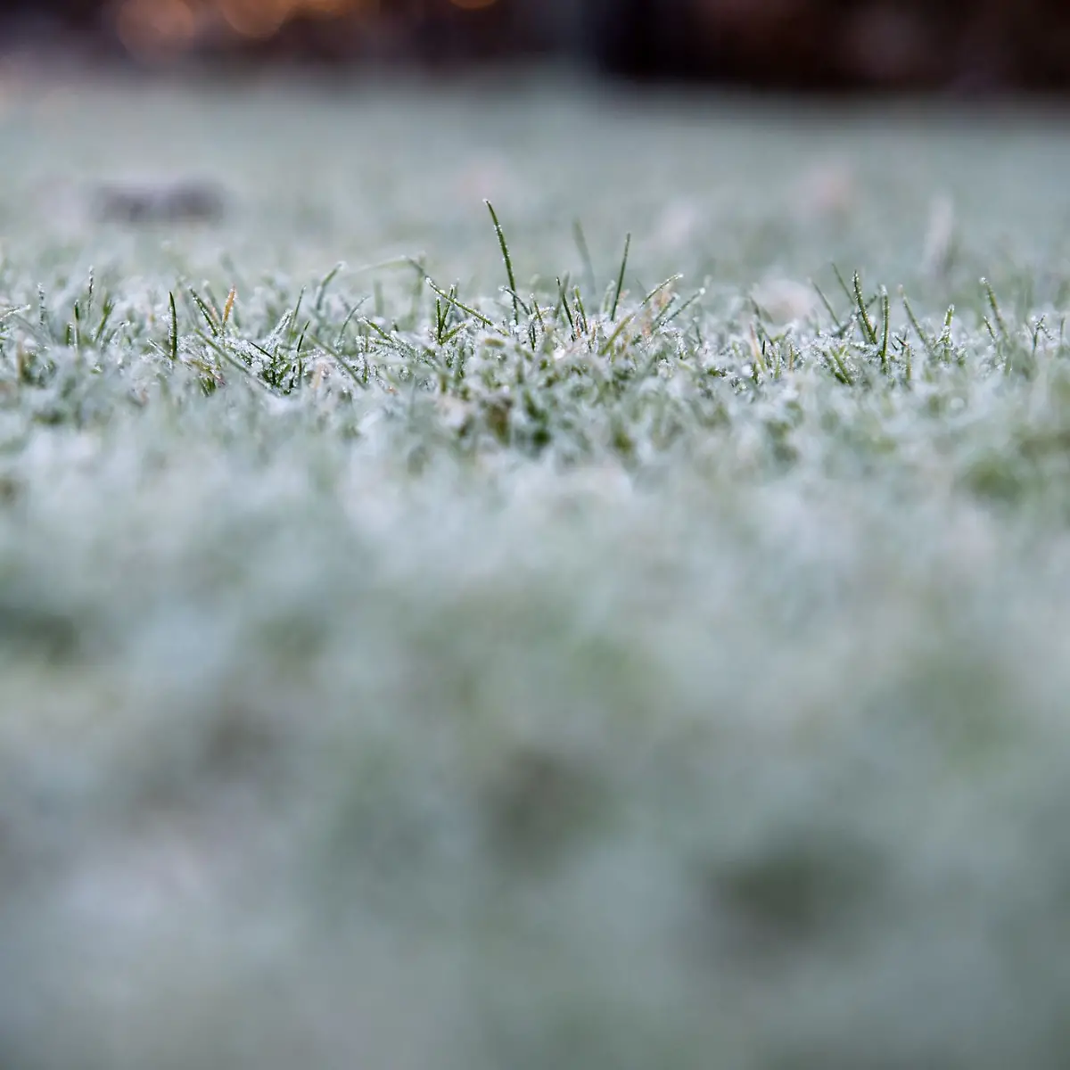 Gesundes Grn: Rasen richtig vorbereiten: Drei Fragen vor dem Winter -  ntv.de