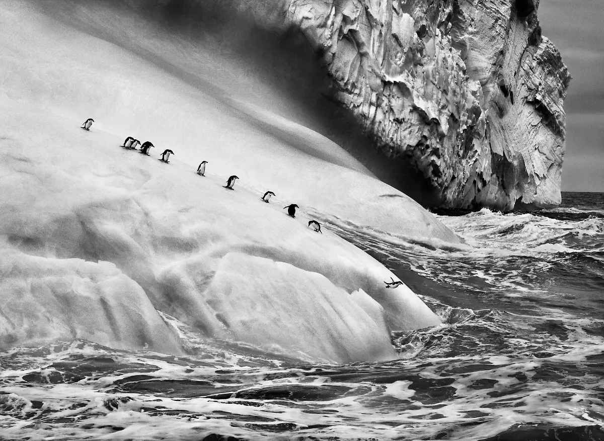 NUR-FUeR-AUSSTELLUNG-2-Sebastiao-Salgado-Chinstrap-Penguins-dive-off-Icebergs-located-between-Zavodovski-and-Visokoi-Islands-South-Sandwich-Islands-2009