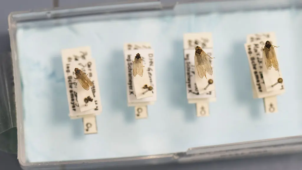 Winzig-kleine-Schilf-Glasfluegelzikaden-sind-in-einem-Labor-zu-sehen