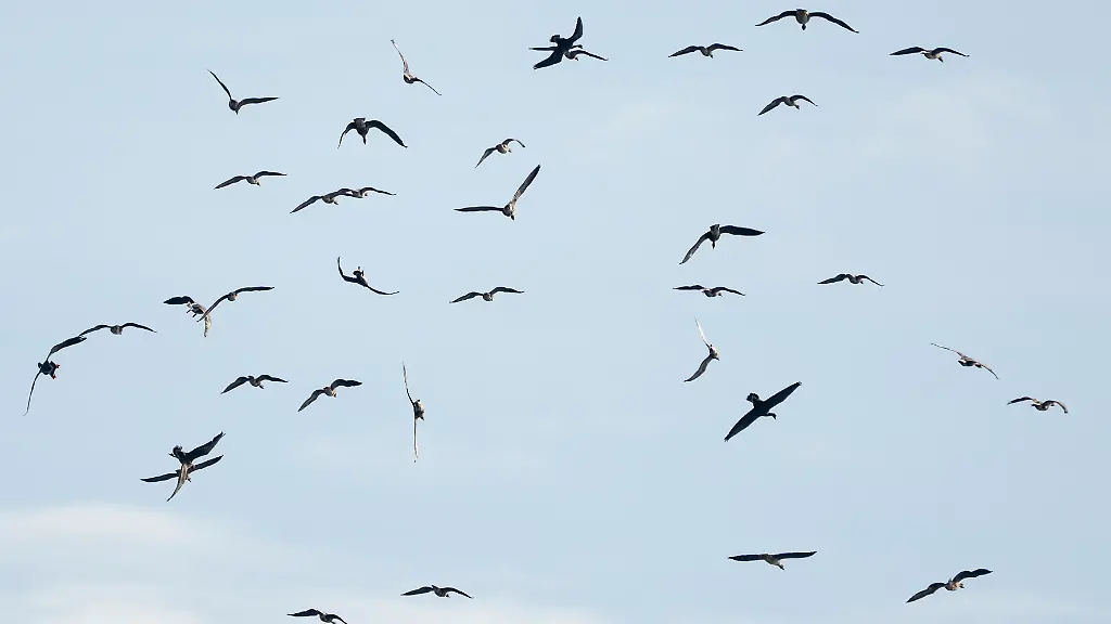 0e5953ab8e13fb488258a83b48c2c9a3