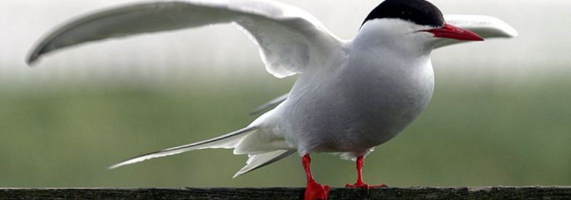 Küsten-Seeschwalben fliegen zwischen der Arktis und Antarktis hin und her.
