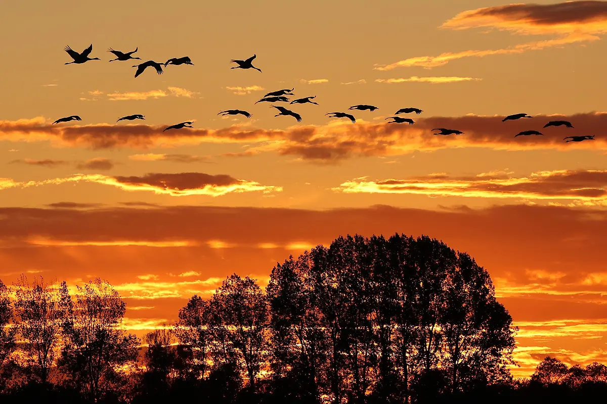 Der-Herbstzug-der-Kraniche-ist-normalerweise-ein-Naturschauspiel-im-Linumer-Teichland-jetzt-erlebt-der-kleine-Ort-im-Nordwesten-Brandenburgs-wegen-der-Vogelgrippe-einen-herben-Rueckschlag