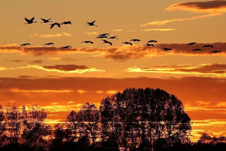 Der-Herbstzug-der-Kraniche-ist-normalerweise-ein-Naturschauspiel-im-Linumer-Teichland-jetzt-erlebt-der-kleine-Ort-im-Nordwesten-Brandenburgs-wegen-der-Vogelgrippe-einen-herben-Rueckschlag