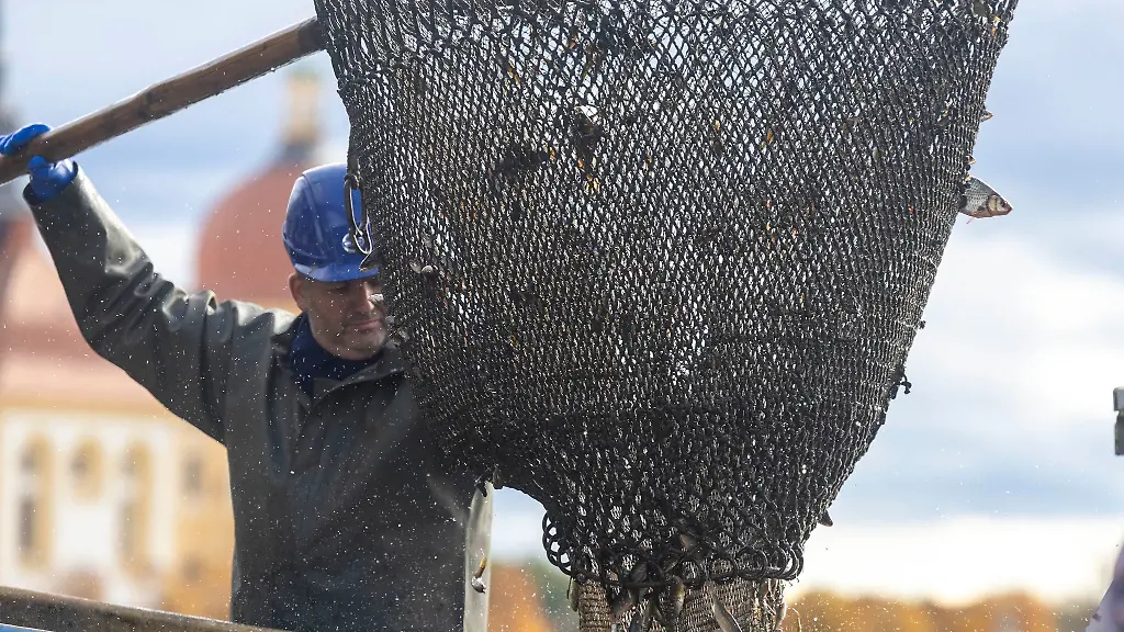 Die-Fischzuege-das-sogenannte-Abfischen-gehoert-zu-den-Highlights-des-Moritzburger-Fisch-und-Waldfestes
