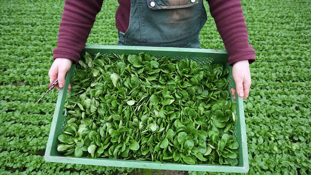 Feldsalat-ist-beliebt