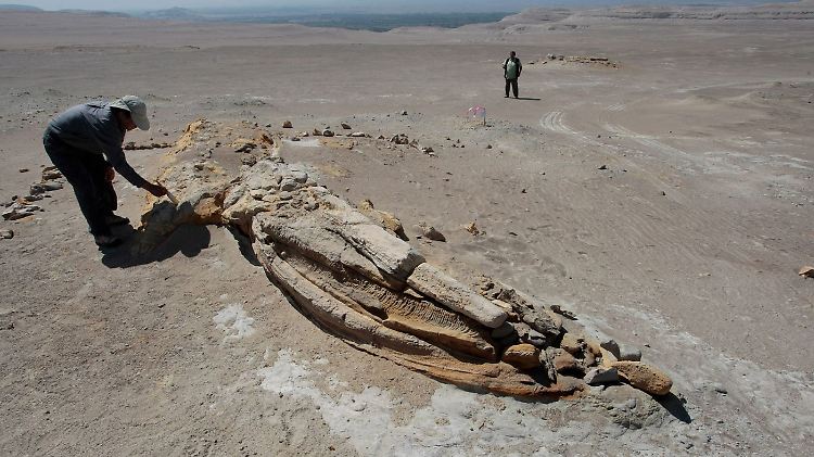 Nach 20 Millionen Jahren legt der heiße Wüstenwind einen riesigen Walfriedhof frei.