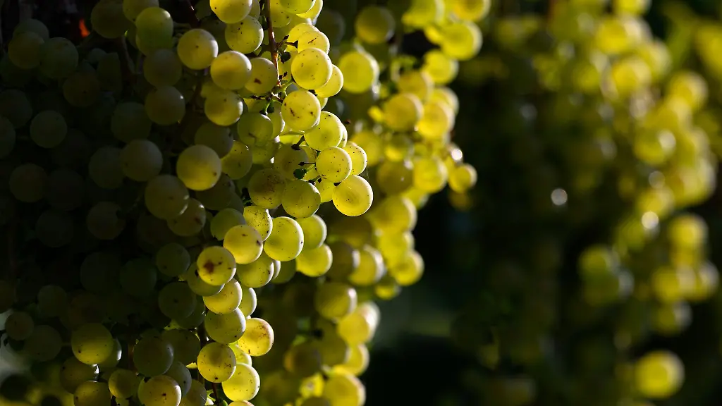 Nach-sechs-Wochen-haben-die-Winzer-das-Erntefinale-erreicht