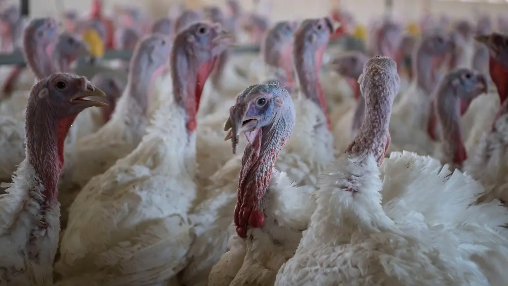 Puten-sind-nach-Angaben-des-niedersaechsischen-Agrarministeriums-besonders-von-der-Vogelgrippe-betroffen