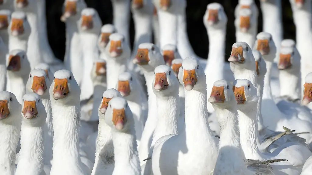 Frisch-geschlachtete-Gaense-aus-Brandenburg-koennen-rund-um-den-Martinstag-am-11-November-knapp-sein