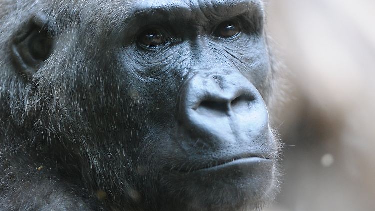 Auf welchem Weg sich die Gorillas mit Malaria infiziert haben, ist noch ungeklärt.