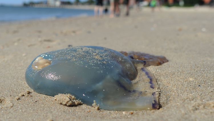 Tote Qualle am Strand von Wyk auf der Nordseeinsel Föhr.